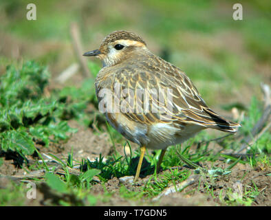 Erste - Sommer Eurasian Dotterel (Charadrius morinellus) stehend auf einem landwirtschaftlichen Feld im Frühling die Migration auf der Insel Ouessant in Frankreich. Stockfoto