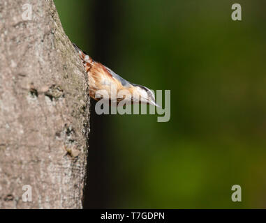 Eurasischen Kleiber (Sitta europaea) in den Niederlanden, mit der Oberseite nach unten klettern auf einen alten Baum in einer niederländischen Wald. Stockfoto