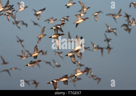 Große Herde von Eurasischen Wigeons (Anas penelope) während des späten Winters in den Niederlanden. Nehmen Sie en masse. Stockfoto