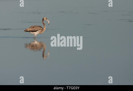 Unreife Greater Flamingo (Phoenicopterus Roseus) Nahrungssuche auf einem Pool auf den Strand von Tarifa, Spanien Stockfoto