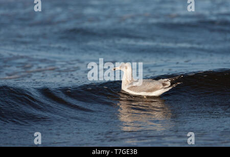 An zweiter Stelle - Winter europäischen Silbermöwe (Larus argentatus) Schwimmen in der Brandung der Nordsee bei Katwijk in den Niederlanden. Stockfoto