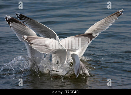 Drei erwachsene Europäische Silbermöwe (Larus argentatus) kämpfen für Essen auf dem Wasser im Wattenmeer von Schiermonnikoog in den Niederlanden. Stockfoto