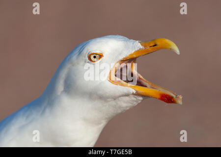 Nahaufnahme eines erwachsenen europäischen Silbermöwe (Larus argentatus) laut Aufruf aus einem Parkplatz auf Texel in den Niederlanden. Aggressive Verteidigung seiner t Stockfoto