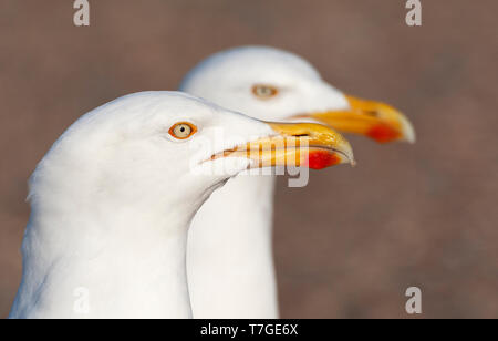 Portrait von Paar von bis Europäischen Silbermöwe (Larus argentatus) auf Texel in den Niederlanden gewachsen. Beide Vögel vor starren, mit einem Vogel sehr bedeuten Stockfoto