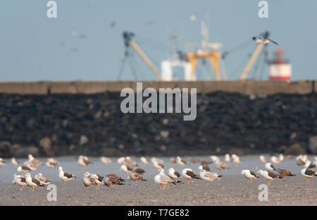 Gemischte Herde Möwe am Strand am Pier von IJmuiden in den Niederlanden, einschließlich der Europäischen Silbermöwe (Larus argentatus) und weniger Schwarz-gesichert Stockfoto