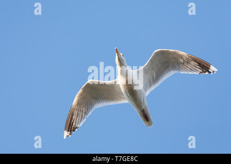 Erwachsene Europäische Silbermöwe (Larus argentatus) direkt flying Overhead am Boulevard von Katwijk in den Niederlanden. Stockfoto