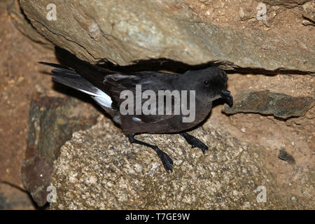 Europäische Storm Petrel (Hydrobates pelagicus) in der Kolonie während Mitte August auf der Insel Ouessant in Frankreich. Stockfoto