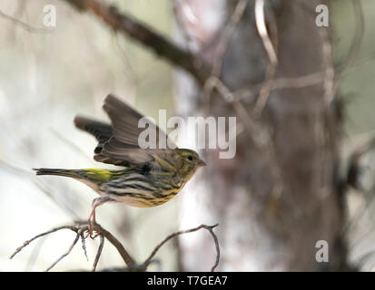 Männliche europäischen Girlitz (Serinus serinus) im Zentrum Spaniens. In Flug von eine Zweigniederlassung, die in einem Pinienwald. Zeigt gelb gestreiften Schwanz. Stockfoto