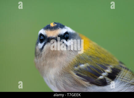 Firecrest (Regulus ignicapilla) auf einem klingelnden Station in den Niederlanden im Herbst während der Migration. Kurz bevor die von diesem schönen fotografiert. Stockfoto