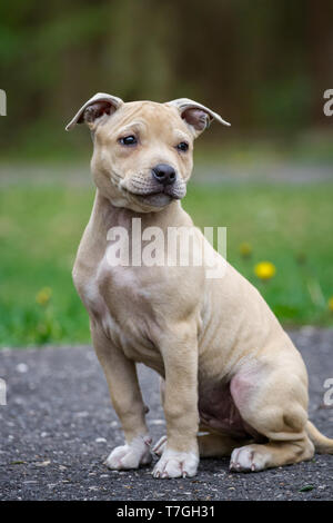 Hellbraun American Pit Bull Terrier Welpe Stockfoto