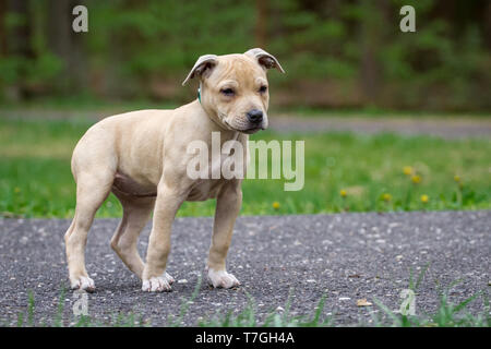 Hellbraun American Pit Bull Terrier Welpe Stockfoto