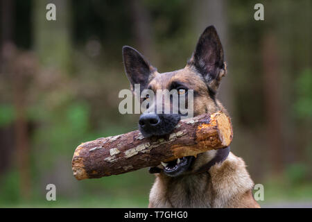 Porträt eines Malinois Hündin, mit einem Holzstab Stockfoto