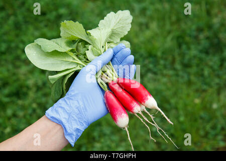 Weibliche Gärtner in blau Latex Handschuhe hält frische rote reife Radieschen. Feder der Ernte von Gemüse im Garten. Stockfoto