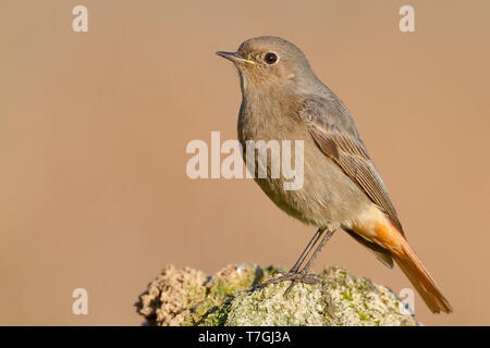 Black Redstart, weibliche stehend auf einem Fels, Kampanien, Italien, (Phoenicurus Ochruros) Stockfoto