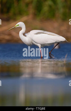 Silberreiher, zu Fuß in das Wasser, Kampanien, Italien (Ardea Alba) Stockfoto