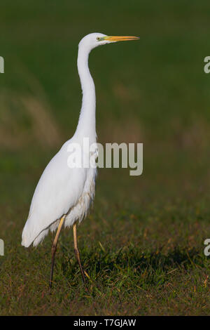 Silberreiher, stehend auf dem Rasen, Kampanien, Italien (Ardea Alba) Stockfoto