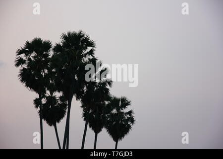 Silhouette Sugar Palm Tree mit Sky vor Sonnenaufgang Stockfoto