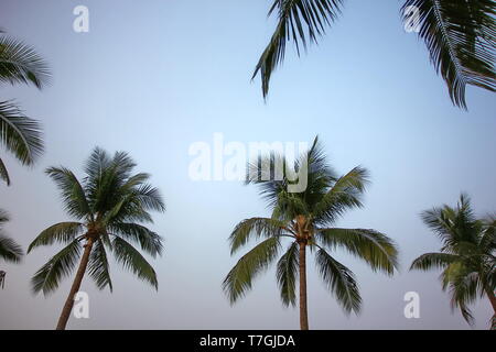 Kokospalme auf Jom Tien Beach Pattaya Chonburi Thailand mit blauem Himmel Stockfoto