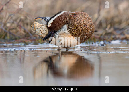 Garganey putzen, Kampanien, Italien (Anas Querquedula) Stockfoto