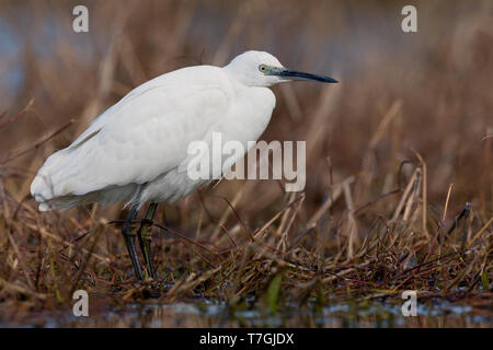 Kleiner Reiher, Kampanien, Italien (Egretta Garzetta) Stockfoto