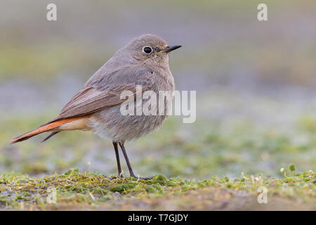 Black Redstart, Kampanien, Italien (Phoenicurus Ochruros) Stockfoto