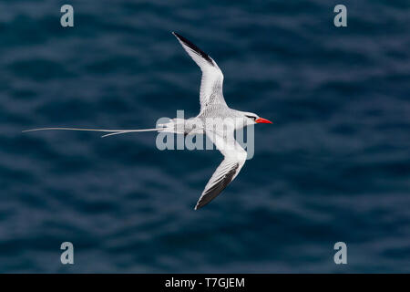 Rot-billed Tropicbird, Flug, Erwachsener, Santiago, Kapverden (Phaethon Aethereus) Stockfoto