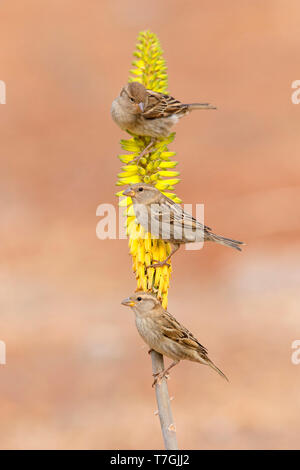 Spanisch Sparrow, Weiblich, Aloevera, Santiago, Kapverden (Passer Hispaniolensis) Stockfoto