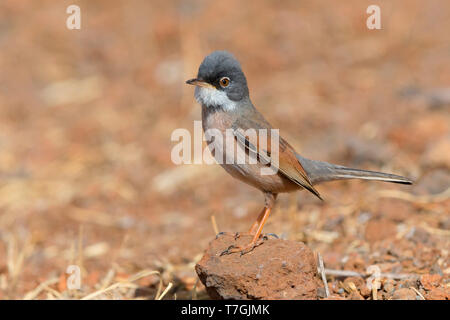 Brillentragende Warbler, Erwachsener, Männlich, Santiago, Kapverden (Sylvia Conspicillata Orbitalis) Stockfoto