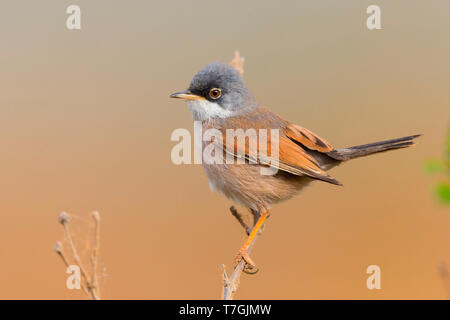 Brillentragende Warbler, Erwachsener, Männlich, Santiago, Kapverden (Sylvia Conspicillata Orbitalis) Stockfoto