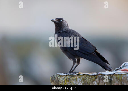 Dohle, Erwachsener, Basilikata, Italien (Corvus Monedula) Stockfoto