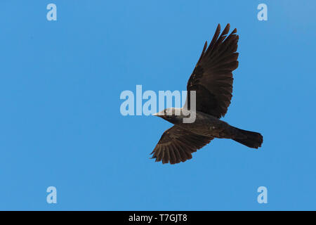 Dohle, Erwachsener, Basilikata, Italien (Corvus Monedula) Stockfoto