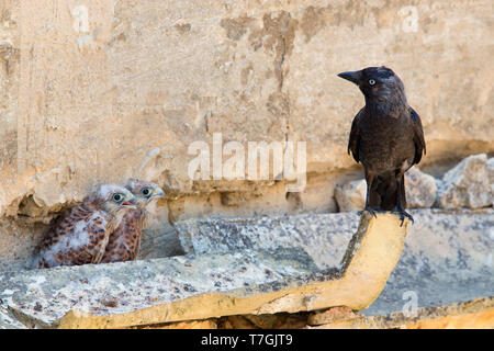 Dohle, Rötelfalke, Küken, Erwachsener, Basilikata, Italien (Corvus Monedula) Stockfoto