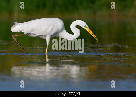 Western Silberreiher, Angeln, Kampanien, Italien (Ardea Alba) Stockfoto