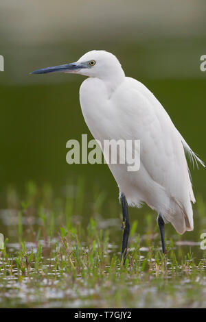 Seidenreiher, stehend im Wasser, Kampanien, Italien (Egretta Garzetta) Stockfoto