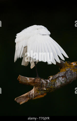 Kuhreiher, putzen, Kampanien, Italien Stockfoto