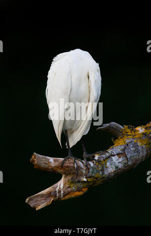 Kuhreiher, putzen, Kampanien, Italien Stockfoto