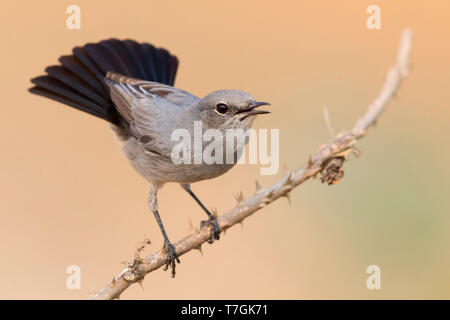 Blackstart, Anzeige auf einem Zweig Ayn Hamran, Dhofar, Oman (Oenanthe Melanura) Stockfoto