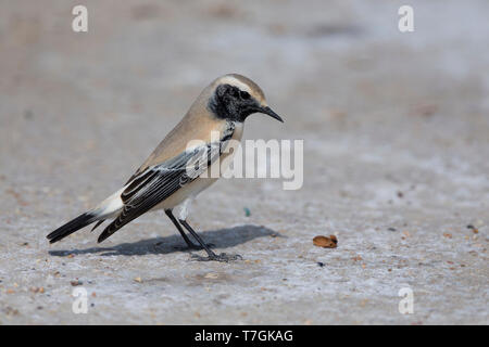 Wüsten Sie-Steinschmätzer (Oenanthe Bodendegradierung) stehen auf dem Boden, Taqah, Dhofar, Oman Stockfoto