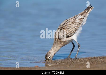 Bar-tailed Uferschnepfe (Limosa Lapponica), Fütterung in den Schlamm, Liwa, Al Batinah, Oman Stockfoto