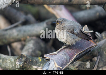 Black Redstart (Phoenicurus Ochruros), thront auf einem Ast, Montecorvino Rovella, Campania, Italien Stockfoto