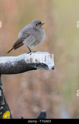 Black Redstart (Phoenicurus Ochruros), thront auf einem Ast, Montecorvino Rovella, Campania, Italien Stockfoto