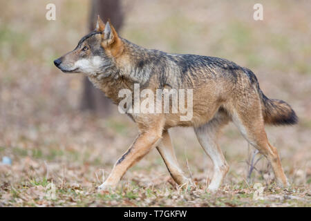 Italienischer Wolf (Canis Lupus Italicus), Gefangene Tier gehen, Civitella Alfedena, Abruzzen, Italien Stockfoto