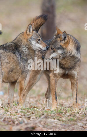 Italienischer Wolf (Canis Lupus Italicus), Gefangene Tiere schnüffeln einander, Civitella Alfedena, Abruzzen, Italien Stockfoto