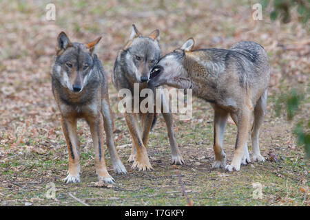 Italienischer Wolf (Canis Lupus Italicus), Gefangene Tiere spielen, Civitella Alfedena, Abruzzen, Italien Stockfoto