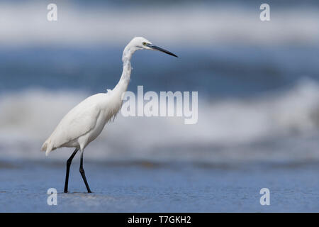 Seidenreiher (Egretta Garzetta), Stand am Ufer, Eboli, Kampanien, Italien Stockfoto