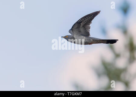 Gemeinsamen Kuckuck (Cuculus Canorus), Erwachsene im Flug, Oulu, Österbotten, Nordfinnland Stockfoto