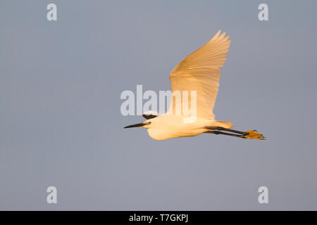 Seidenreiher (Egretta garzetta), Ungarn, Erwachsene im Flug von der Seite gesehen. Fliegen gegen den blauen Himmel als Hintergrund. Stockfoto