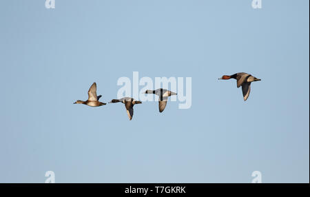 Männliche Redhead (Aythya americana) fliegen mit drei Ring-necked Enten auf den Azoren. Stockfoto