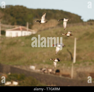 Männliche Redhead (Aythya americana) fliegen mit mehreren Ring-necked Enten auf den Azoren. Stockfoto