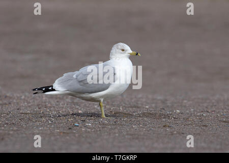 Nach Ring-billed Gull (Larus delawarensis) stehen auf einem Strand auf den Azoren. Knappe winter Gast aus Nordamerika. Stockfoto